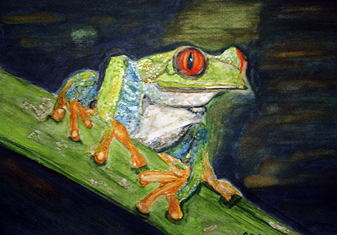 Frosch mit roten Augen