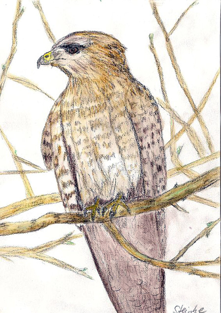 Bussard