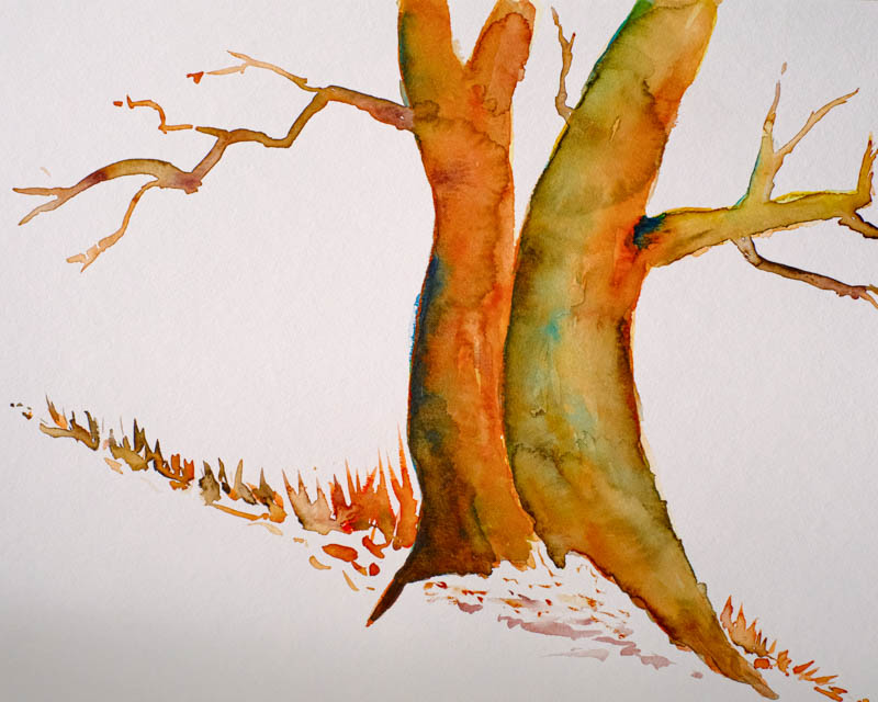 Aquarell Alter Laubbaum von Bernd Schmidt