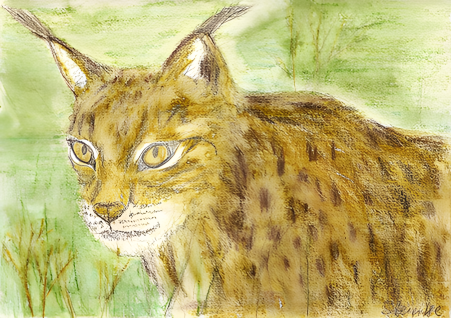 Aquarell Luchs von Sandra Steinke