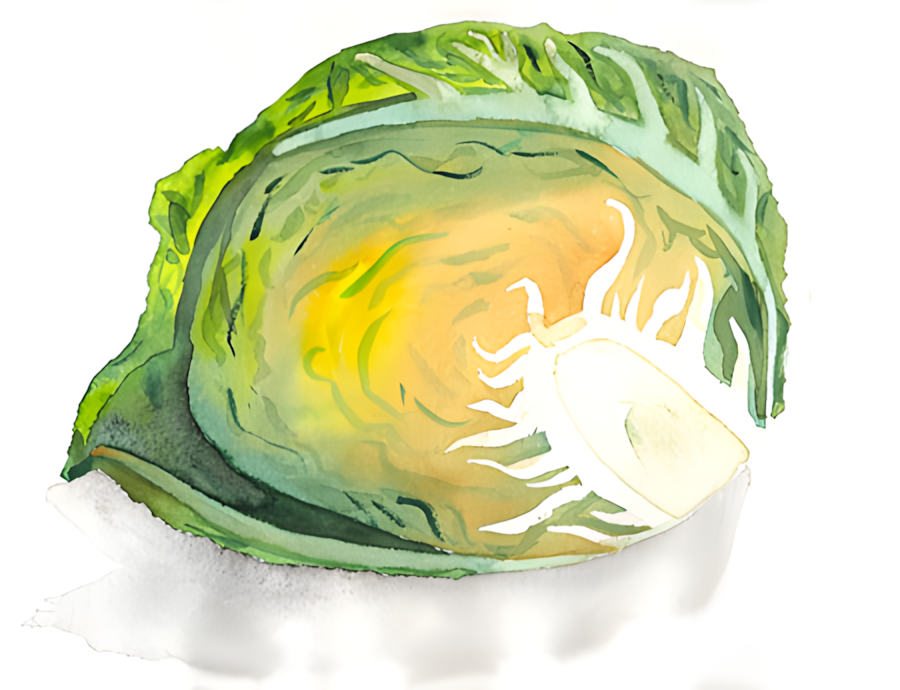 Aquarell Kohlkopf von Bernd Schmidt