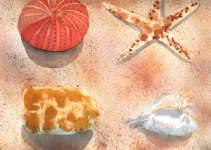 Aquarellmaler Bernd Schmidt Stillleben