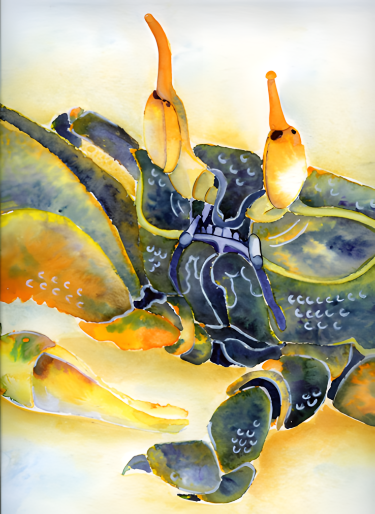 Aquarell Kleine Krabbe von Nina Vahrenkampf